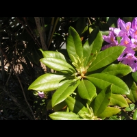 Rhododendron Ponticum subsp Ponticum, Asie mineure (1)